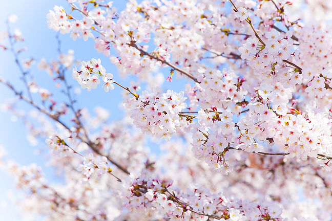 大阪市の桜