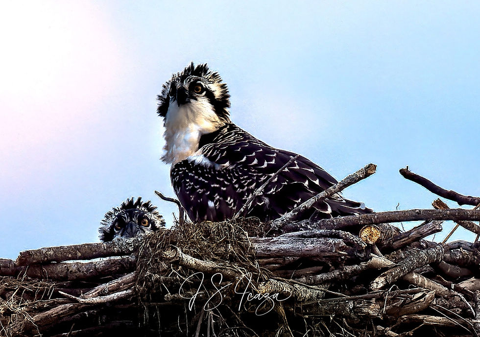 Maryland Osprey and Nature logo
