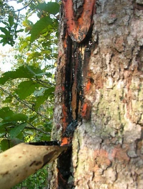 sap from tree.jpg.jpg