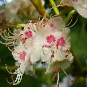 white-chestnut.jpg