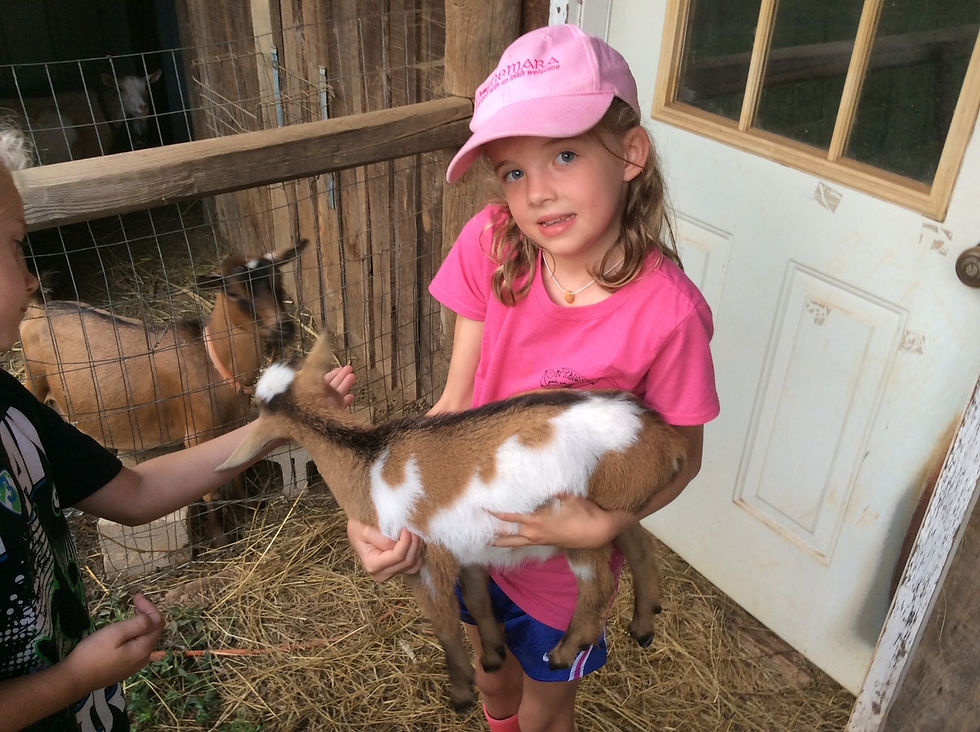 Milking goats at Vetters farm