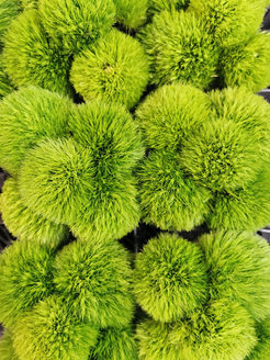 Blumen Farbinspiration & Blumenarten