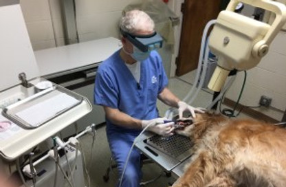 Dental1.jpg