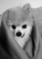 senior dog pomeranian old dog black and white photo