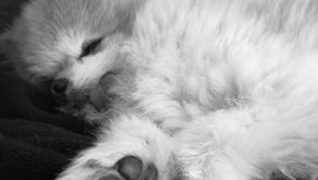 Striking a pawS on Sunday