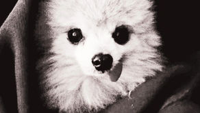 Poem Don't Buy a Dog