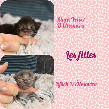 maine coon black smoke et blanc
