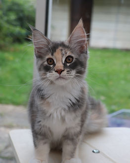 femelle maine coon tortie