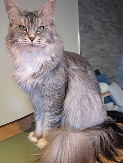 maine coon black silver ticked tabby et blanc