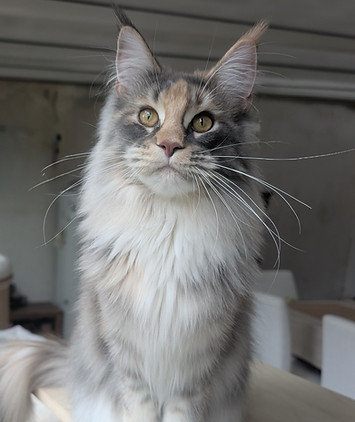 maine coon femelle tortie.jpg