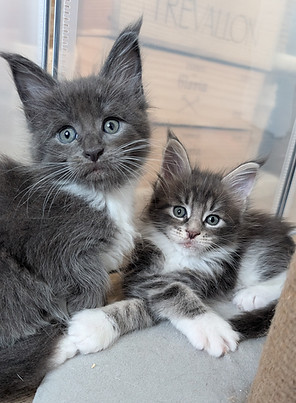 maine coon bleu et blanc et bleu mackerel tabby
