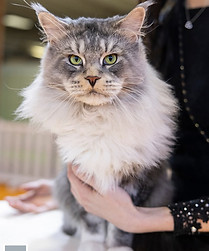 maine coon impressionnant