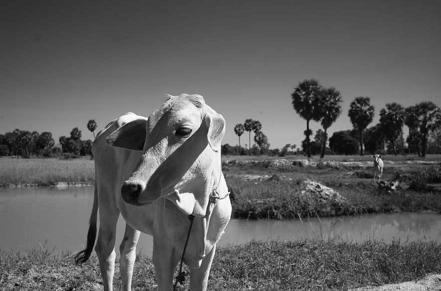 L1002446bw.jpeg