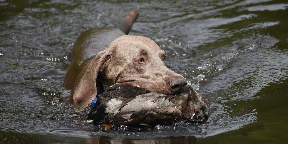 Duck Search Day