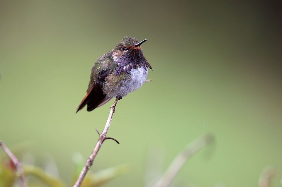 Angry bird, Costa Rica