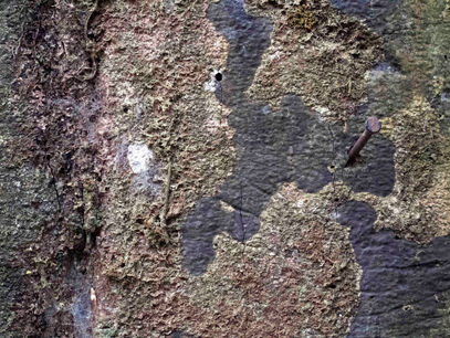 El árbol existe antes que el hombre