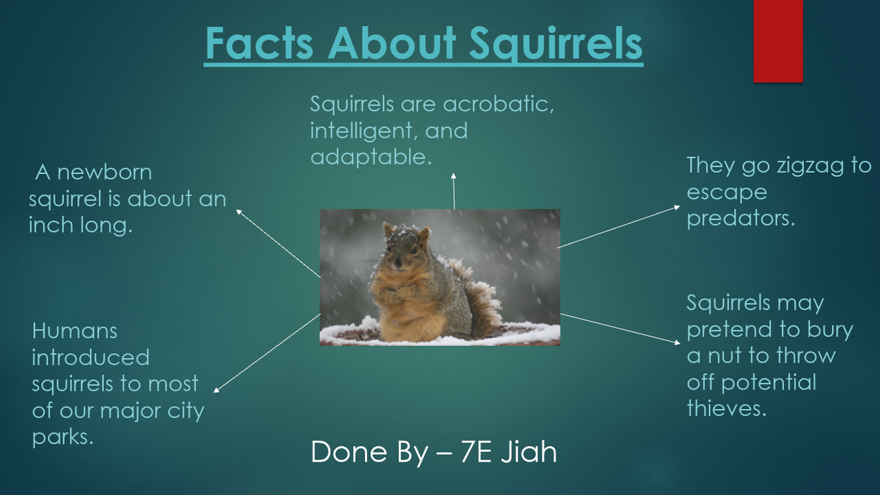 Facts About Squirrels By 7E Jiah.png