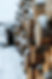 Polar Plank-38.JPG