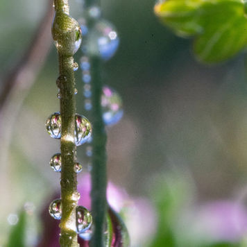 Glittery morning dew