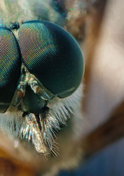 Fly with green eyes