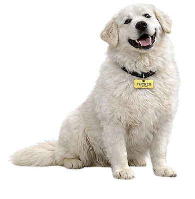 Tucker no background (1).png