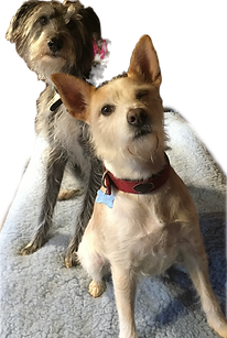 Happy duo after receiving Canine Massage Therapy