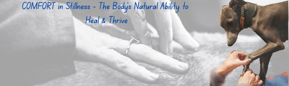 Comfort in Stillness - The Body's Natural Ability to Heal & Thrive