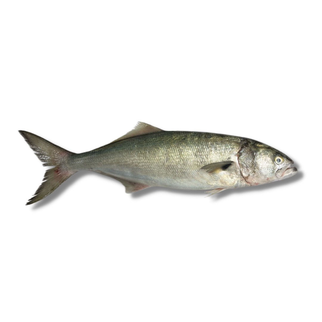 Anchova