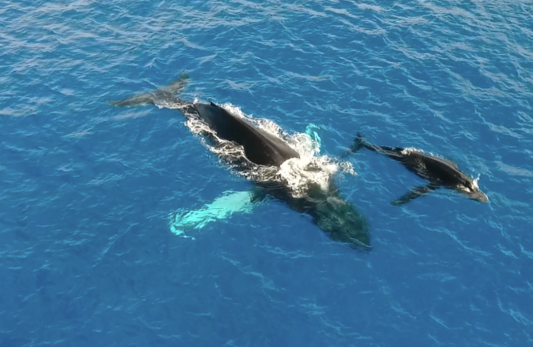 Observação de Baleias em Oahu, Hawaii