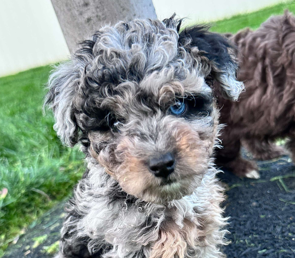 Truffula 7 weeks old.jpg