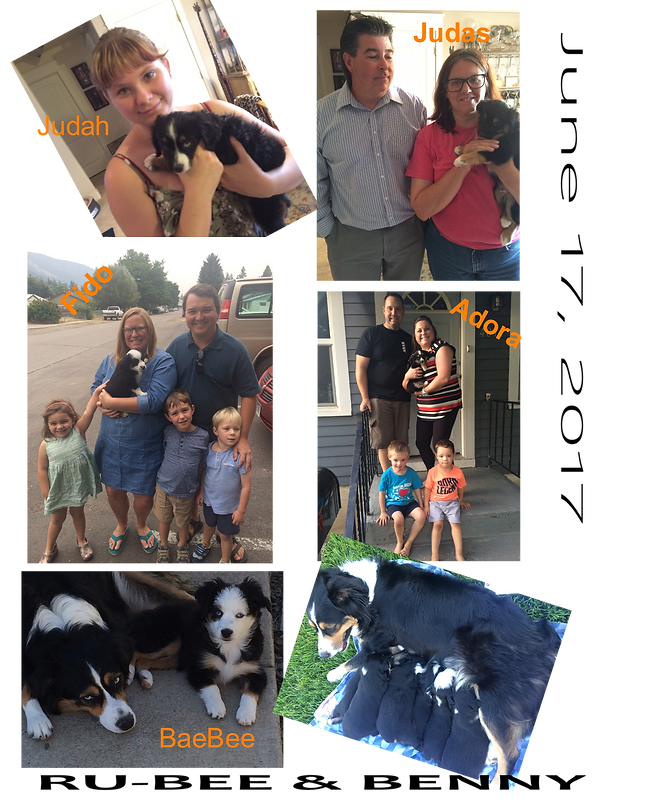 North Idaho Mini Aussies & Mini Aussiedoodles - Breeding the highest quality of puppies