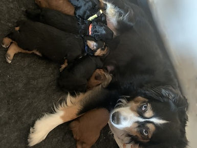 Dam RuBee Miniature Australian Shepherd with North Idaho Mini Aussiedoodles