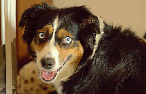 Breeding the highest quality Miniature Aussiedoodles with Miniature Australian Shepherd RuBee Dam