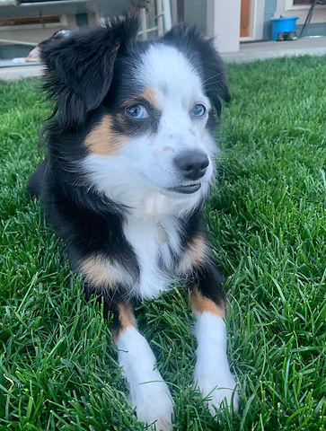 BaeBee Dam Miniature Australian Shepherd Dam - North Idaho Mini Aussies & Mini Aussiedoodles - Breeding the highest quality of puppies