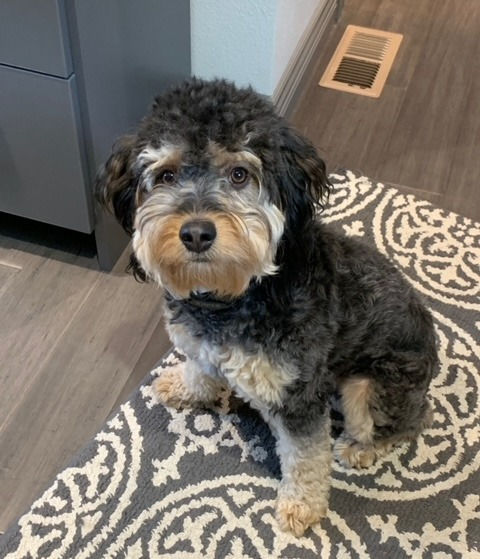 Thunder Aussiedoodle