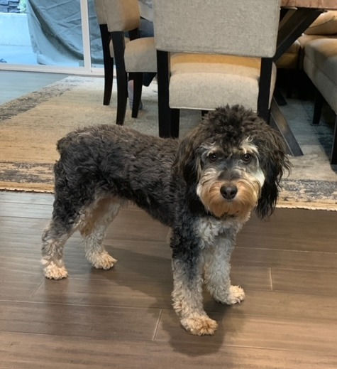 Thunder2 Aussiedoodle