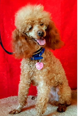 NIMA Breeding Miniature Aussiedoodles with Sire Mister Bruno