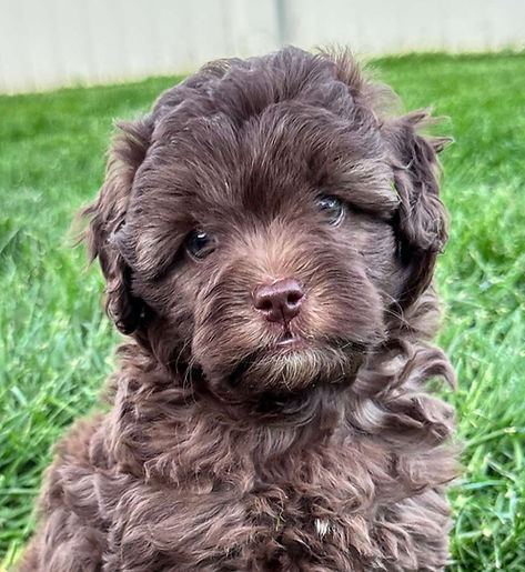 Audrey 7 weeks old (2)_edited.jpg