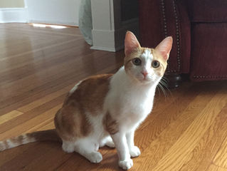 Meet Mellie
