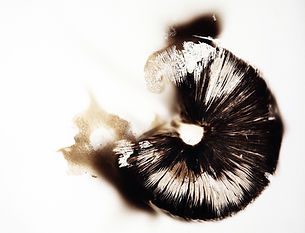 AMMONITES Mycélium sur papier pierre, 30x30 cm, 2021