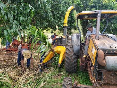 IBS performs nutritional management services at the Cooplaf Leite Project