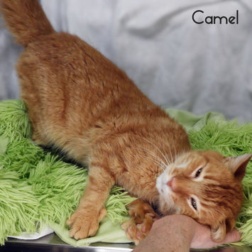 Camel (m) born 2016