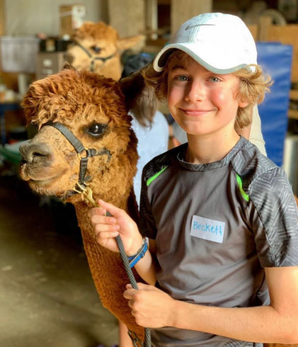 Island Alpaca Walk - BECKETT 2019