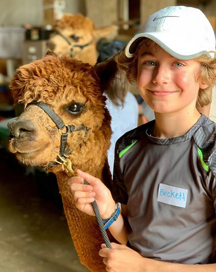 island-alpaca-walk-talk.jpg
