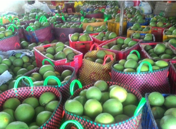 녹껍질 자몽(bưởi da xanh)