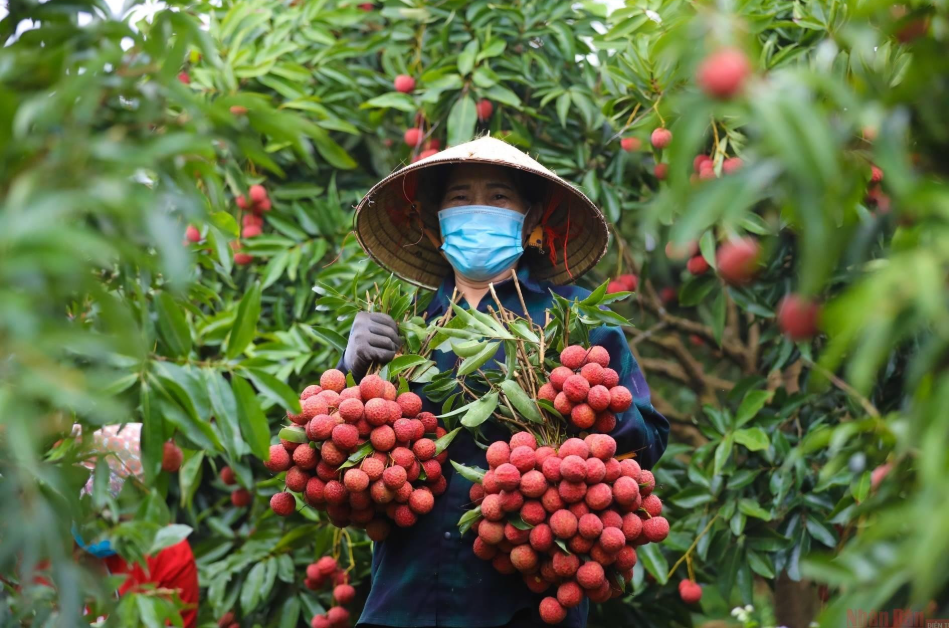 하이퐁의 탄하 리치는 많은 시장에서 선호되는 고부가가치 농산물 중 하나입니다.