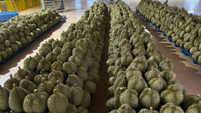 두리안에 이어 베트남의 다음 '10억 달러' 과일은 무엇일까