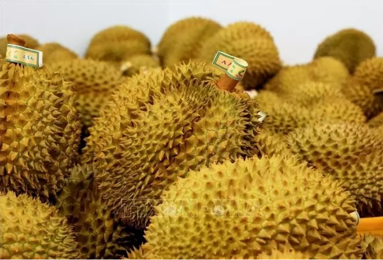 베트남 두리안은 중국 베이징에서 빠르게 유행하는 별미로 자리 잡고 있습니다.