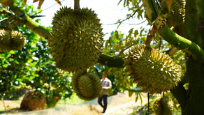 탄랍 마을의 두리안 정원