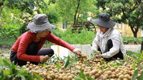 농가에서 롱안 수확